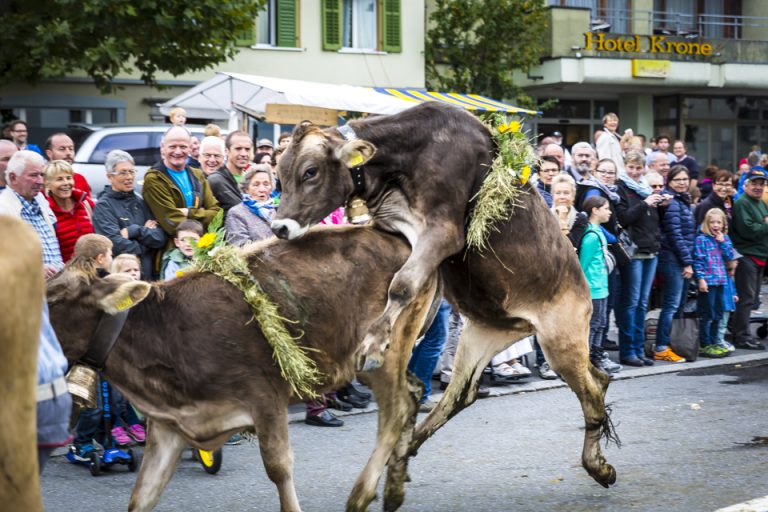 Swiss Cow Parade – Alpine Festival!